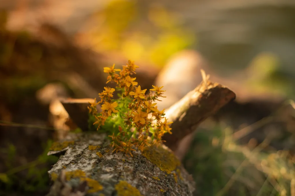 beautiful-yellow-flowers-growing-tree