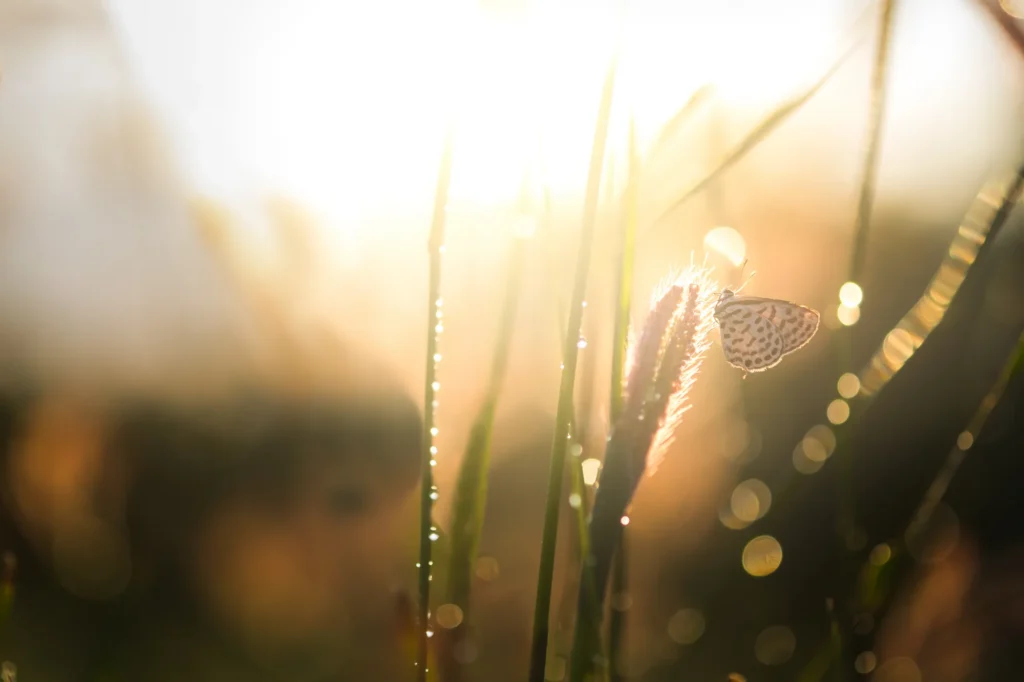 sunset-sunrise-meadow-evening-natural-beauty
